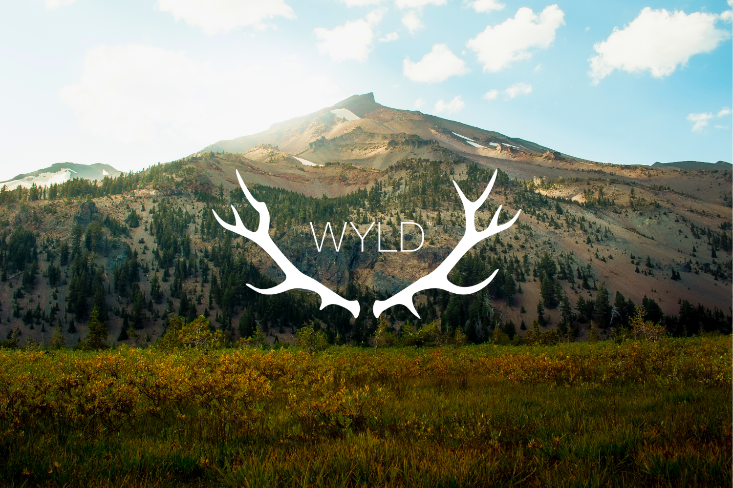 WYLD: humble beginnings to an international leader in the cannabis industry.